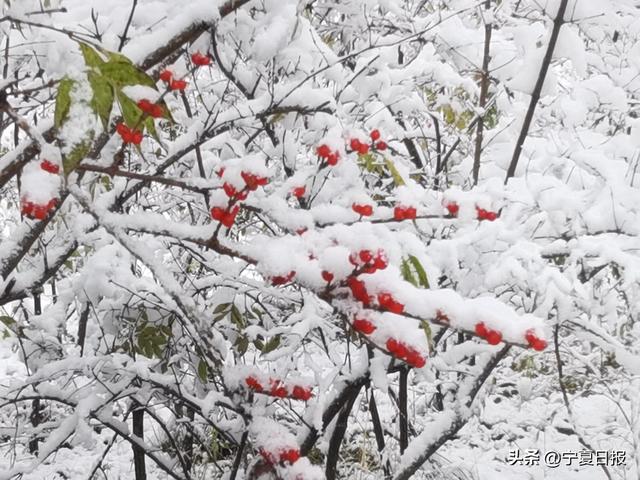 固原首场秋雪奏响季节交响曲 这是一次秋与冬的诗意碰撞