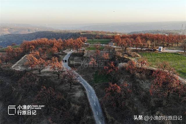 今冬顶流！陕西这片柿子林爆火出圈，美到封神！攻略来啦