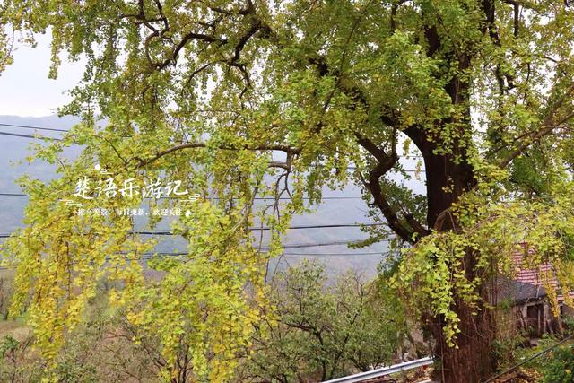 完全没想到，宁波这个以樱桃花走红的古村，秋天的风景也这么美！