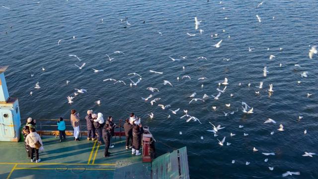 海鸥在天津,真“美”呀!