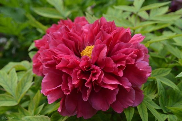 牡丹花海醉游人