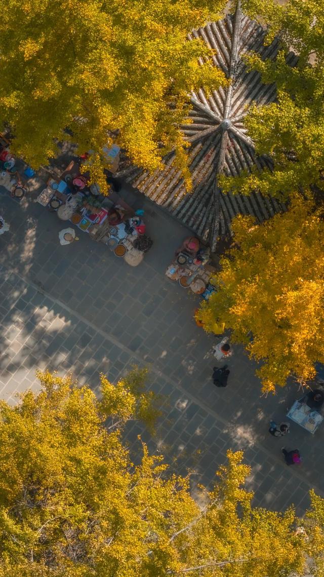 就在本周，银杏村绝美！错过再等一年！