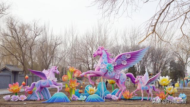 舜帝花海——邂逅一场别具一格的视觉盛宴