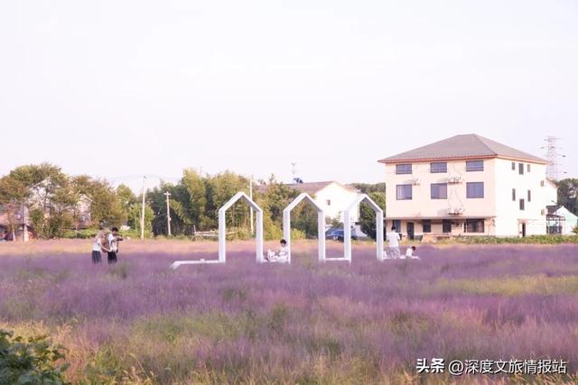 太粉了！太美了！苏州秋日的限定浪漫，是这片“粉色云雾”给的~