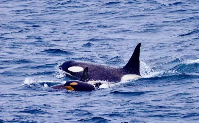 南极旅行官方指南 | 签证、行李、健康到环保守则，这一篇就够！