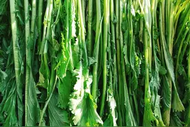 腌雪里蕻，只放盐容易发黄变质，80奶奶教2招，翠绿好吃一年不坏图片