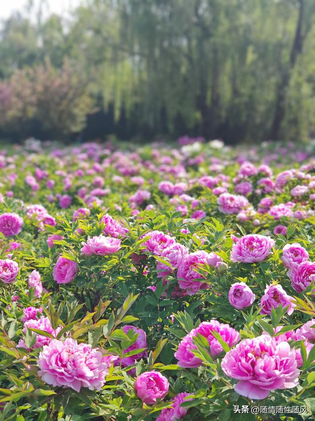 身为洛阳人，年年去牡丹园看花