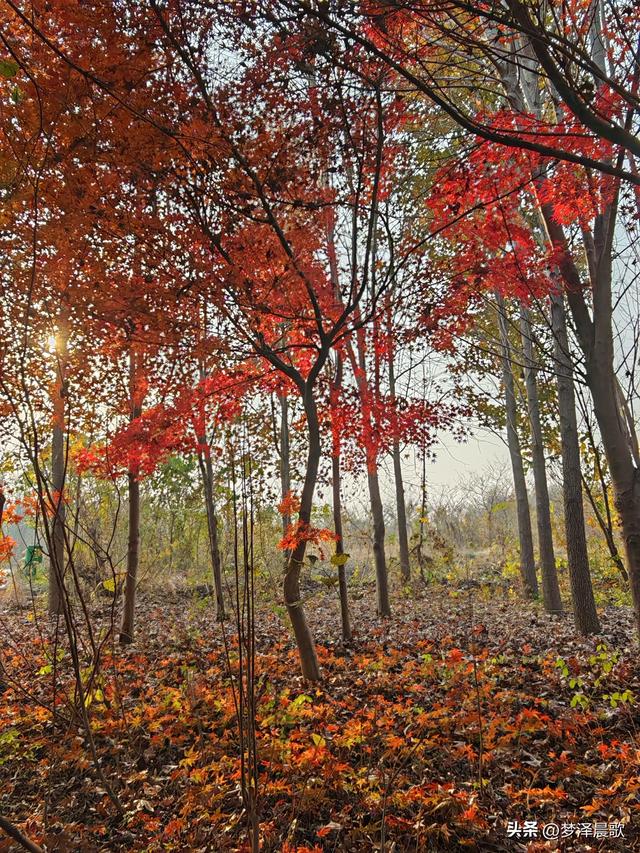 千年古城湖北云梦 冬日暖阳红枫艳