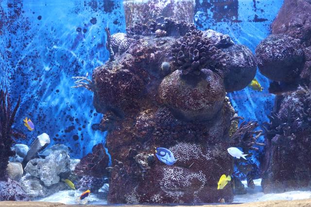 香港海洋公园，缆车俯瞰山海，探梦幻水族馆，假日亲子游的好去处