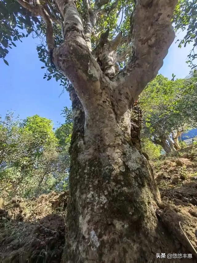 “坐着轮椅看世界”系列之：探访哈尼族山寨 ▏作者史济荣