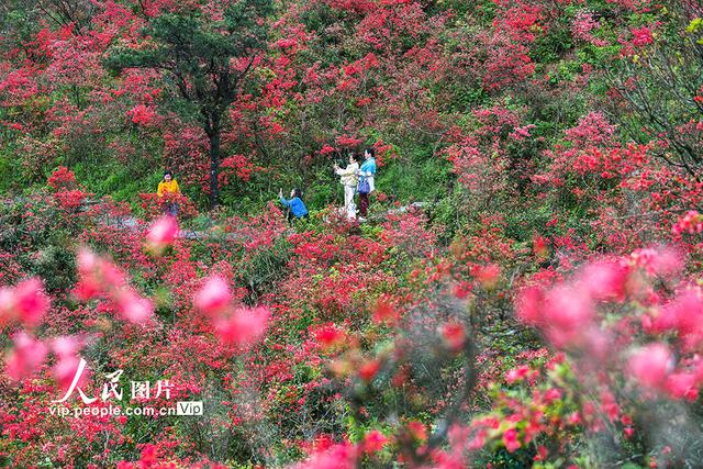 湖南双牌：杜鹃花开引客来