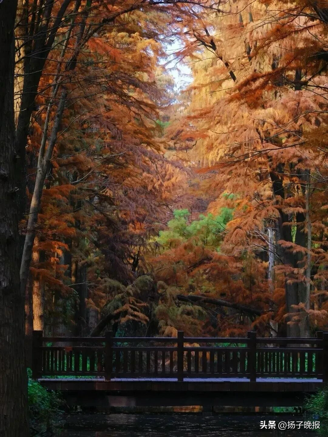 泰州动物园官宣：全球免票