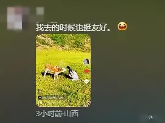 景区回应踩踏事件！游客徒步遭牛群踩，真相曝光网友骂活该