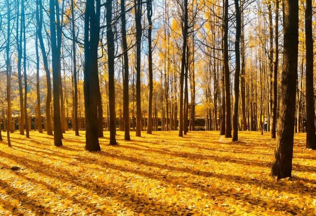 金黄预警！回回营银杏嘉年华来啦！8天秋日狂欢承包你的冬日浪漫