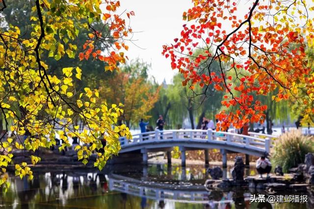 南京深秋顶流！莫愁湖的乌桕树藏不住了