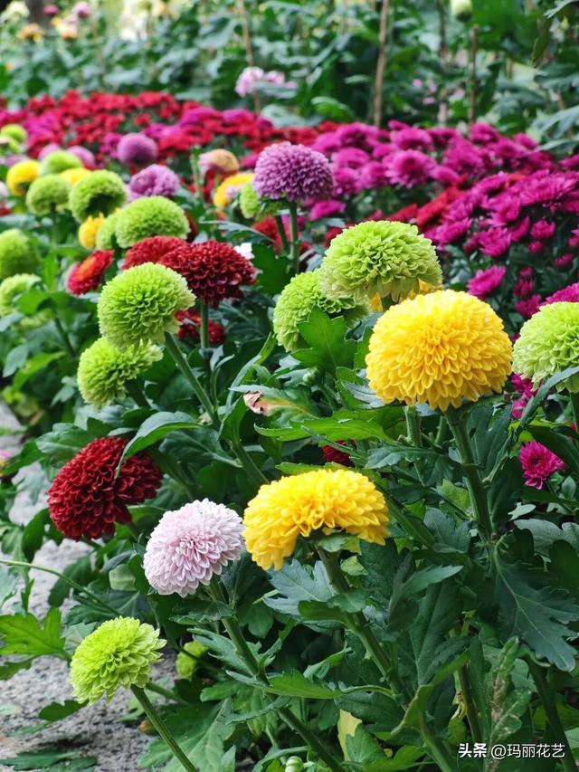 金秋赏花，醉美秋菊展，菊香满西湖