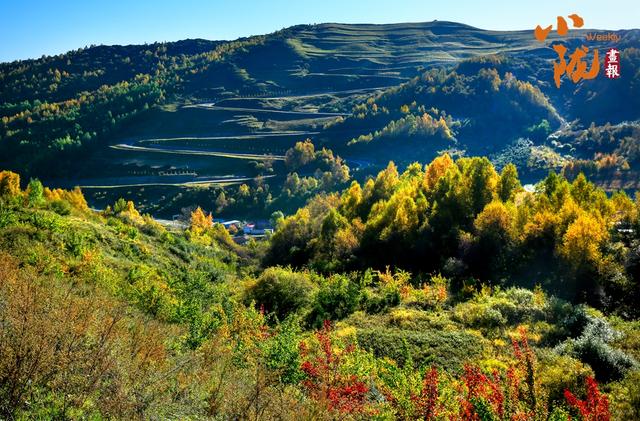 【小陇画报·430期】康乐：深秋美景如画卷 韵味盎然醉眼眸
