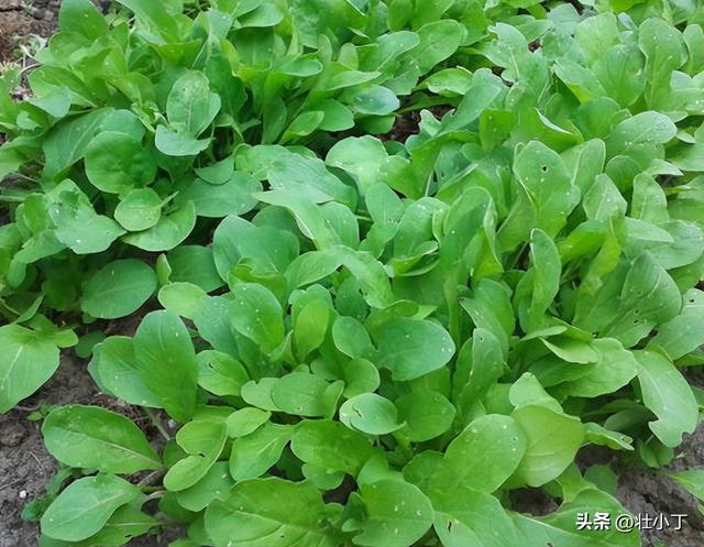 家里芝麻菜自由真这么简单？30天就能吃，三招教你实现西餐香料梦