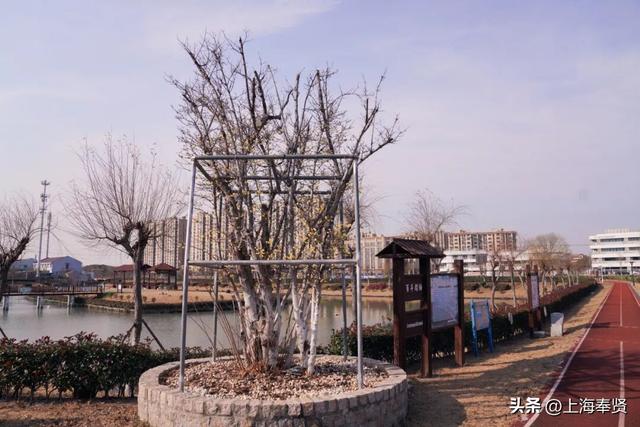 快看！奉城惊现罕见景致→