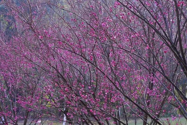 轨道公交直达！重庆红梅花海已上线，速来打卡→