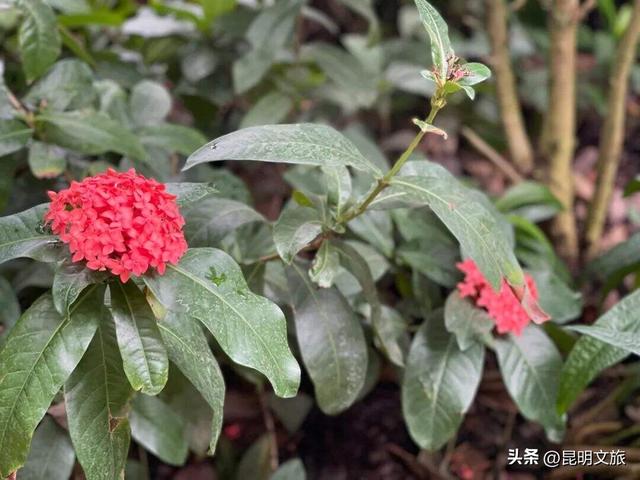 探索自然野趣、探秘植物王国……带孩子来昆明避暑，走这条线路必游！