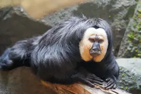 平平无奇的南京红山动物园，为什么偏偏火遍全国？图片