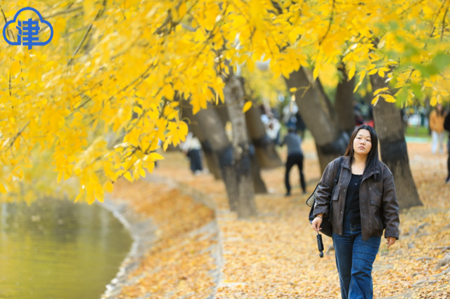 津渡秋色染金画，天津一公园迎来高光时刻！
