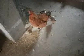 土鸡可以吃煮熟的米饭吗？图片