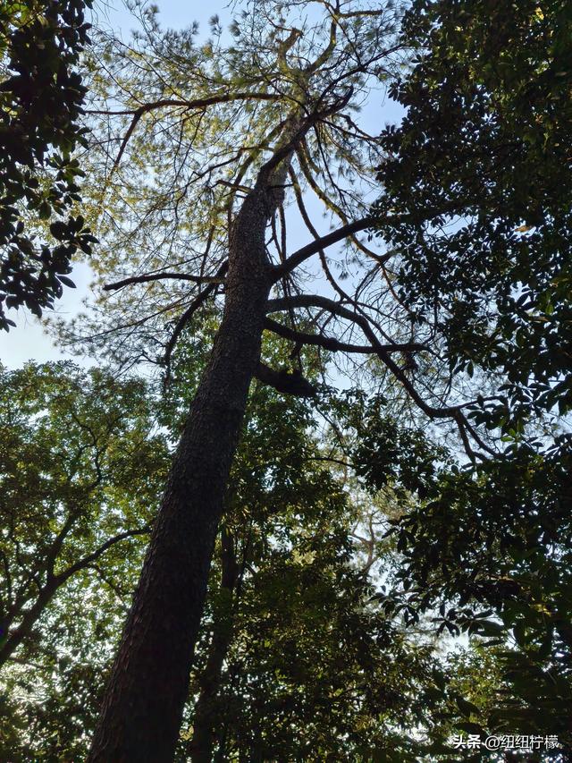 户外徒步之挑战缙云九峰，从健身梯道到狮子峰，走了四小时