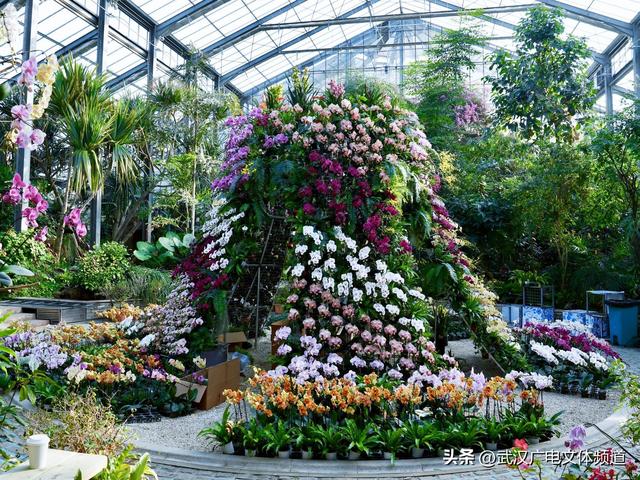 万株热带兰花盛放“23℃花屋” 武汉植物园热带兰展冬日绘春