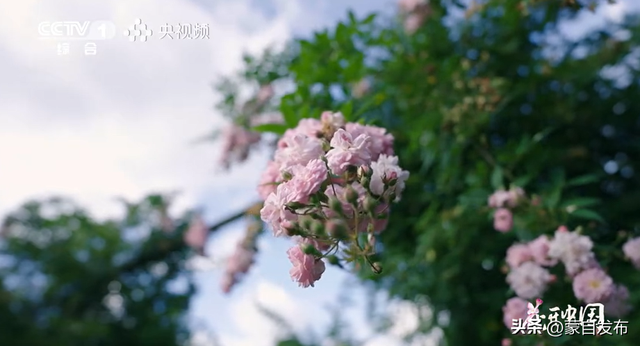 蒙自花开上央视！诚邀晒图，评论区专“宠”鲜花！