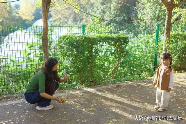 藏不住了！望城这片小众银杏秘境已到最佳观赏期，还能露营、骑行、摘果子