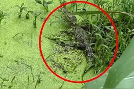 苏州一河道惊现暹罗鳄，已被妥善处置图片