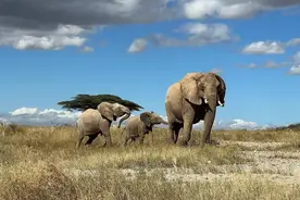 大象之间会叫名字、打招呼图片