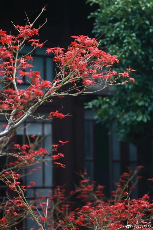 江北这里，红透了！