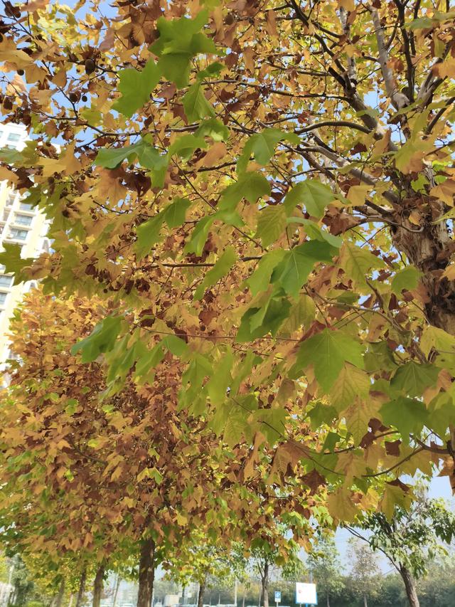 抑郁解药：徒步