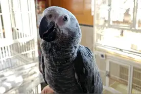 中国可以合法饲养的7种鹦鹉，都有哪些？价格如何？以及优缺点？图片