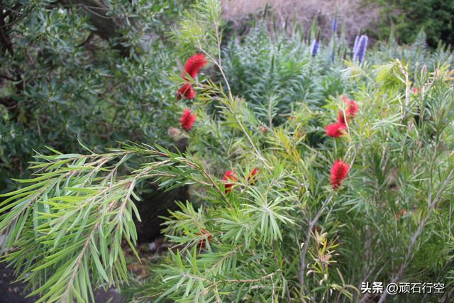 南部非洲：南非开普敦企鹅岛