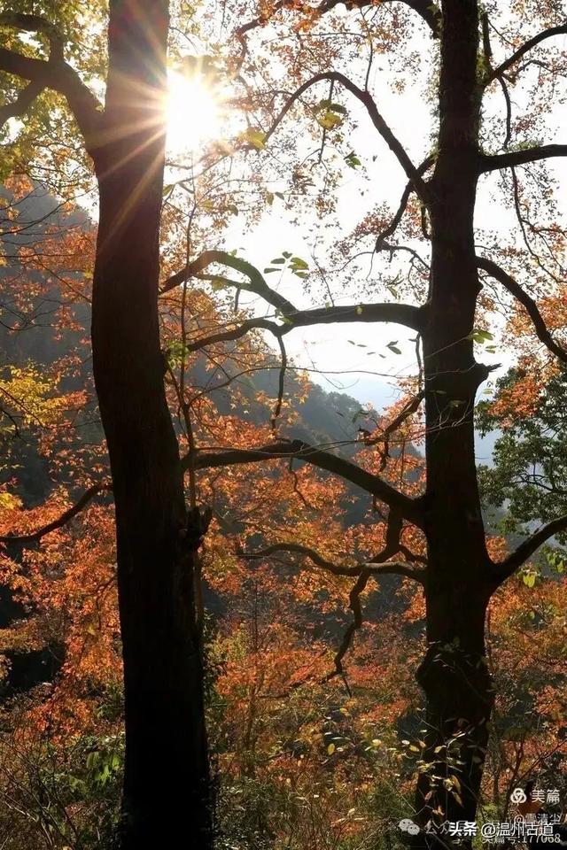 现场报道:这条离市区很近的著名红枫古道已枫情万种,徒步正当时