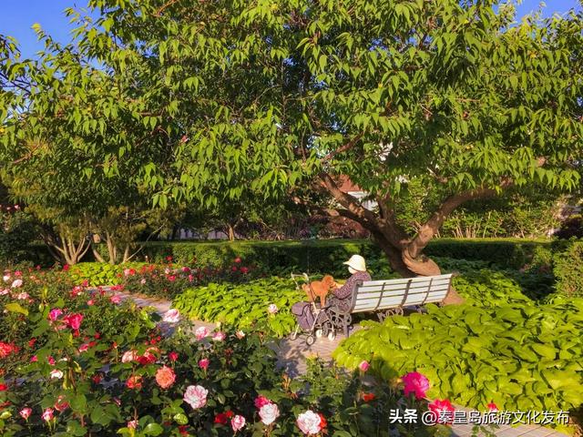 今年暑期，秦皇岛文旅热度攀升，持续“霸榜”！一起回顾秦皇岛夏日记忆~