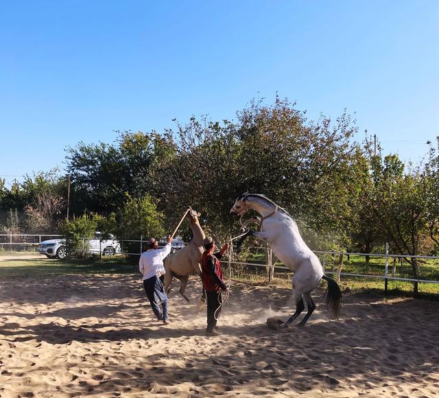 中亚五国行（18）——圆梦汗血宝马【土库曼】