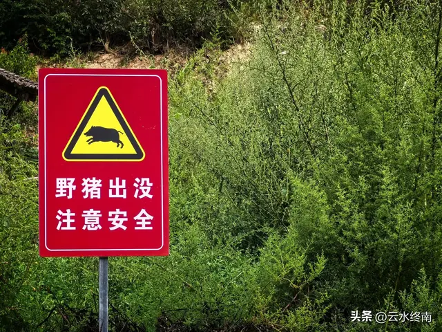 驱车走秦岭大梁高山草甸“风车天路”，走了那么长的路，值不值？