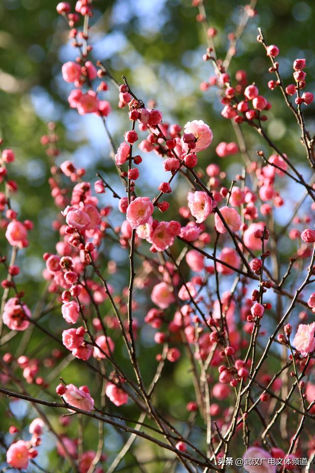 东湖梅园上演诗意奇缘 “仙鹤”翩跹呼应千古佳话