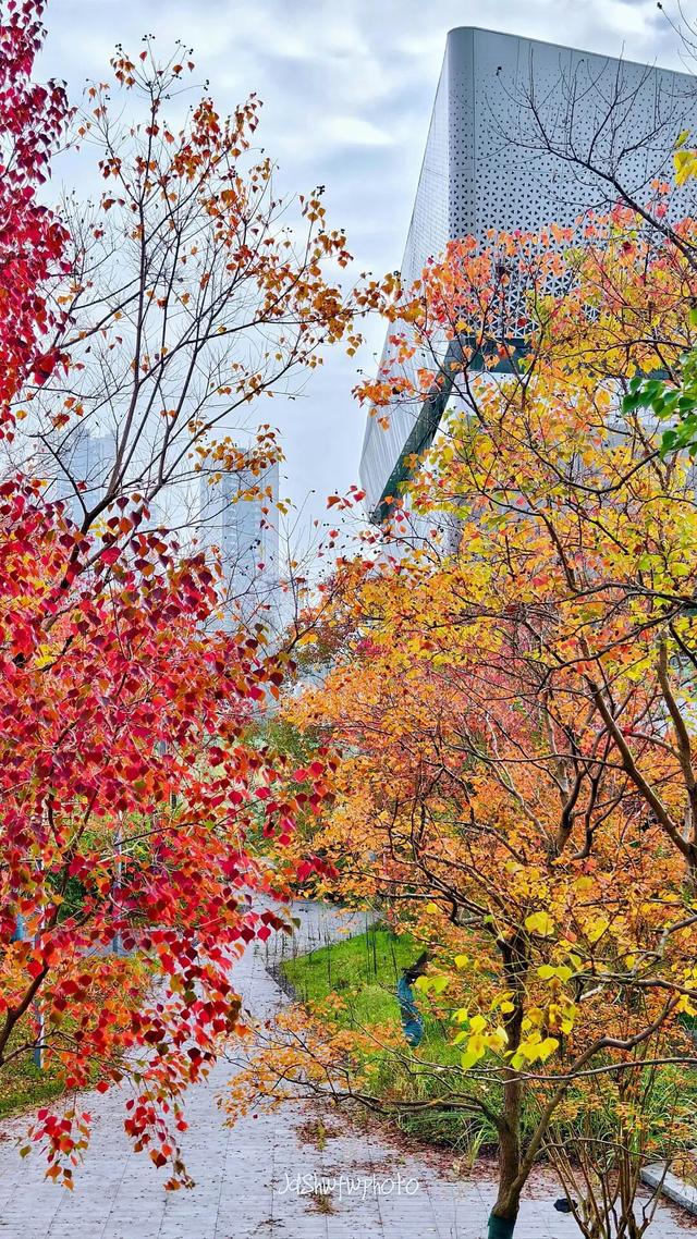 天府大道 乌桕已红透半边天