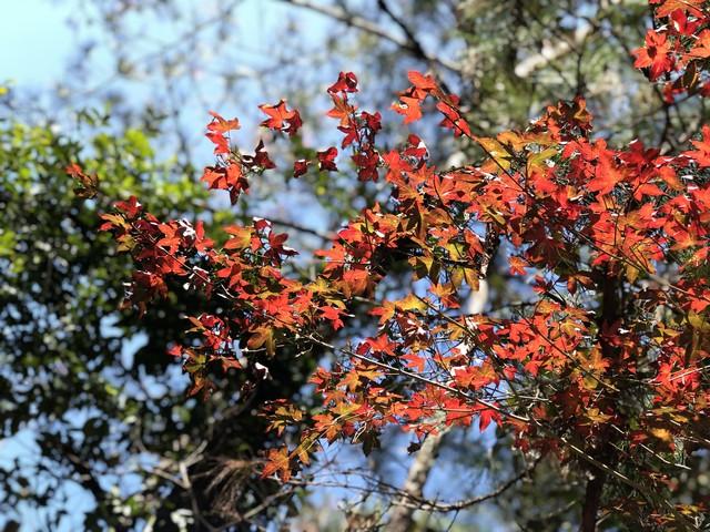 福建深秋封神路线！红叶燃山、银杏铺金，古寺藏着最暖秋韵！