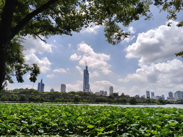 夏日的玄武湖公园荷花四面环绕。