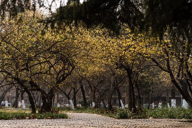 《今冬重庆蜡梅抢先登场，本月开启芬芳赏花佳期！》