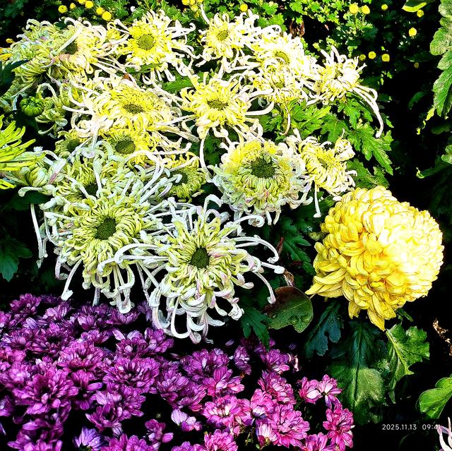 中山公园的菊花