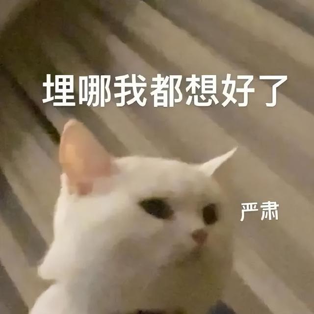 超窄边框白面板！这可能是今年最好看的新机了！