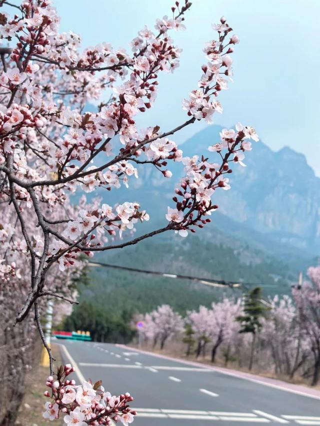 春日松弛感拉满！神农山花开正好，踏春速冲